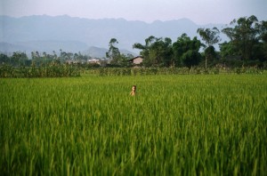 rice field    